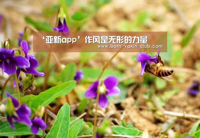 亚新网站
